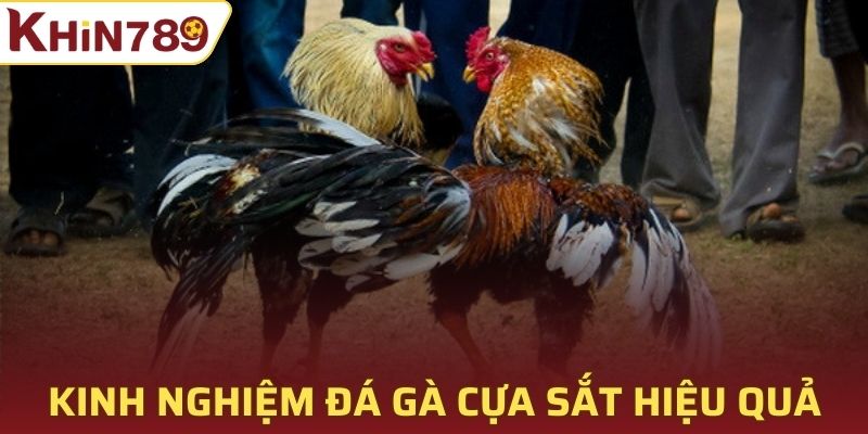 Chia sẻ bí quyết chơi đá gà cựa sắt hiệu quả tại Khin789