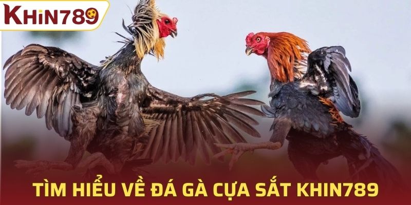 Tìm hiểu sơ lược về đá gà cựa sắt Khin789