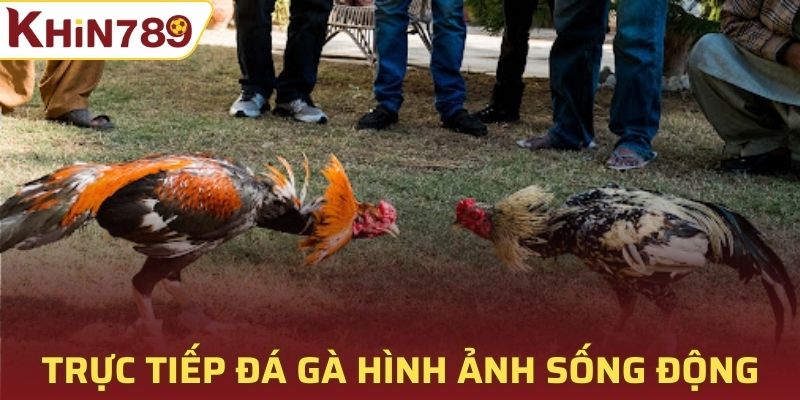Trực tiếp đá gà với hình ảnh sống động, mượt mà