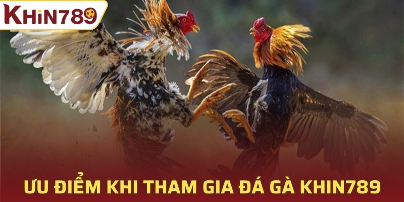 Ưu điểm nổi bật khi tham gia đá gà tại Khin789
